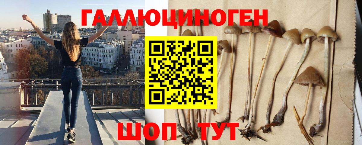Псилоцибиновые грибы Cubensis Набережные Челны
